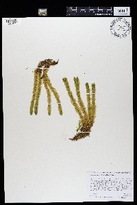 Huperzia selago image