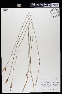 Juncus vaseyi image