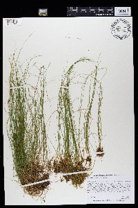 Carex gynocrates image
