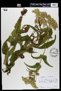 Eupatorium perfoliatum image