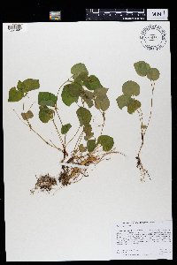 Viola labradorica image