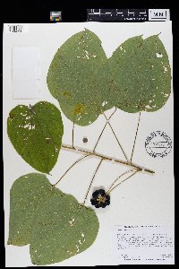 Smilax lasioneura image