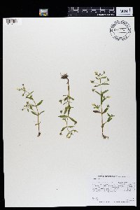 Gratiola neglecta image