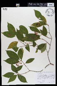 Cornus racemosa image