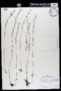 Agalinis purpurea var. parviflora image