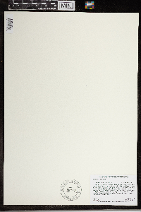 Wolffia brasiliensis image