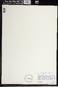 Wolffia brasiliensis image