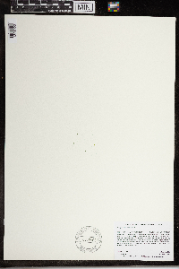 Wolffia brasiliensis image