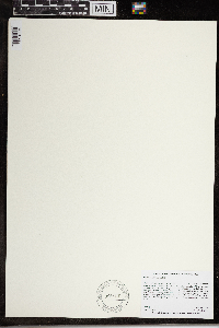 Wolffia brasiliensis image