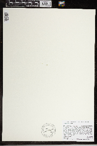 Wolffia brasiliensis image