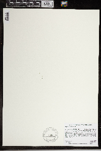 Wolffia brasiliensis image