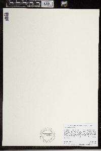 Wolffia brasiliensis image