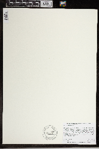 Wolffia brasiliensis image