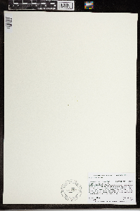 Wolffia brasiliensis image