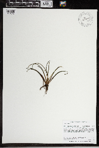 Isoetes lacustris image