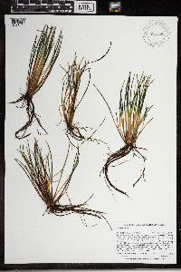 Isoetes lacustris image