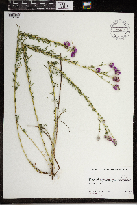 Dalea purpurea image