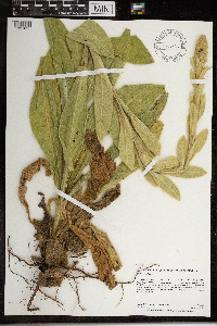 Verbascum thapsus image