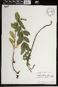 Verbena stricta image