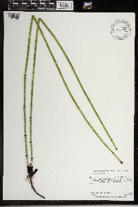 Equisetum laevigatum image