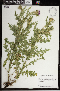 Carduus acanthoides subsp. acanthoides image