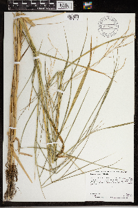 Scolochloa festucacea image