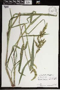 Echinochloa muricata image