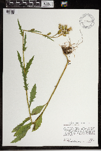 Erechtites hieraciifolius image