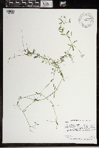 Galium trifidum subsp. trifidum image