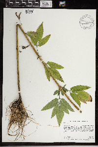 Bidens vulgata image