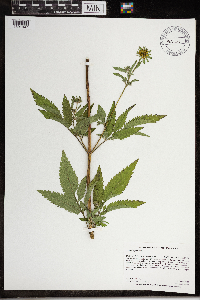 Bidens vulgata image
