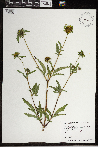 Bidens vulgata image