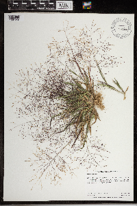 Panicum capillare subsp. capillare image