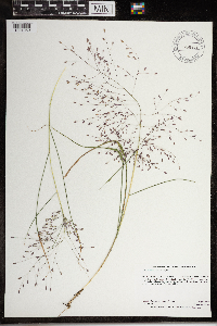 Eragrostis spectabilis image