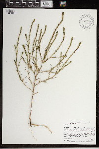 Salsola collina image