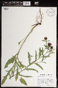 Centaurea nigrescens image