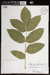 Fraxinus nigra image