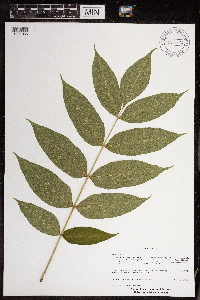 Fraxinus nigra image