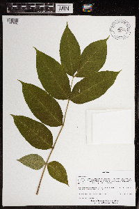 Fraxinus nigra image