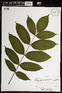Fraxinus nigra image