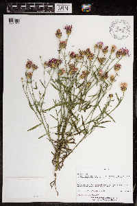 Centaurea nigrescens image