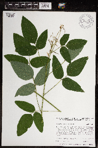 Desmodium cuspidatum image