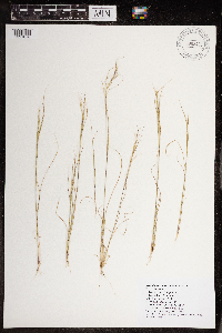 Aristida basiramea image