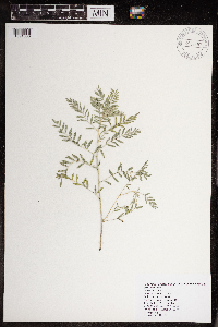 Astragalus flexuosus image