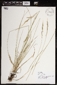 Poa arida image