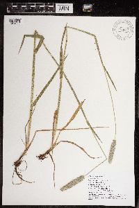 Alopecurus pratensis image