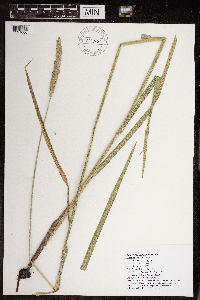 Alopecurus arundinaceus image