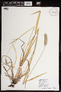 Alopecurus arundinaceus image