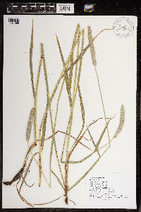 Alopecurus pratensis image