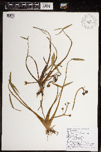 Sagittaria montevidensis image